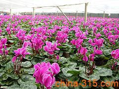山东种植红叶小檗的品质与价值——青州宏胜花卉苗木合作社纪实
