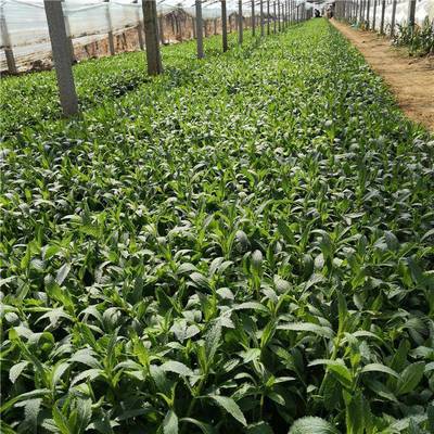 青州市茗茜花卉苗木专业合作社 花卉苗木种植的绿色致富之路
